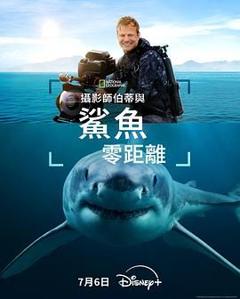 免费在线观看《摄影师贝尔蒂与鲨鱼零距离》