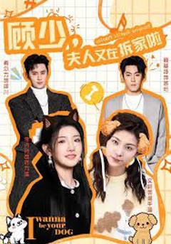 免费在线观看《顾少，夫人又在拆家啦》